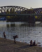Tame Swans