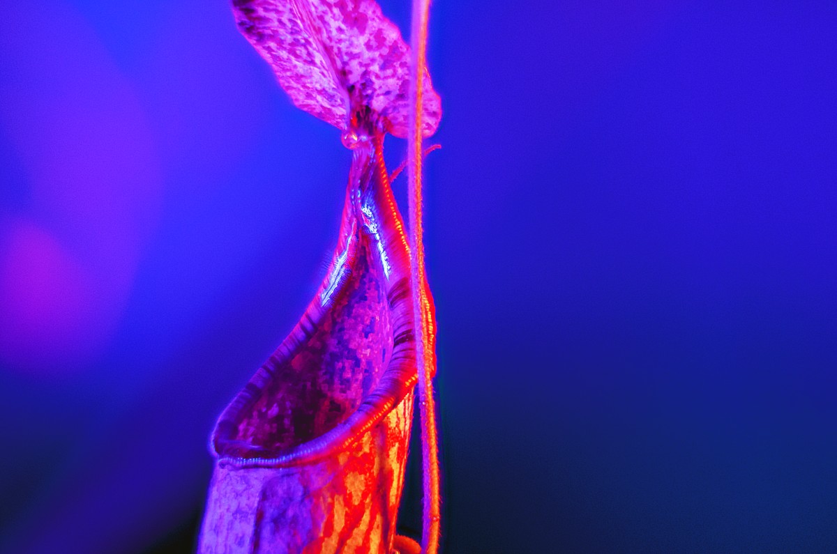 Color Exploraton