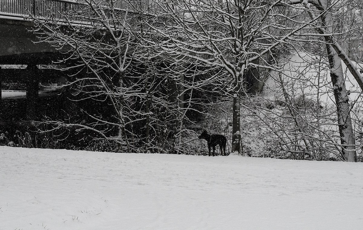 Frankfurt - Winter