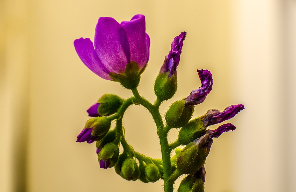 Drosera Capensis