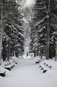 Snowy Path