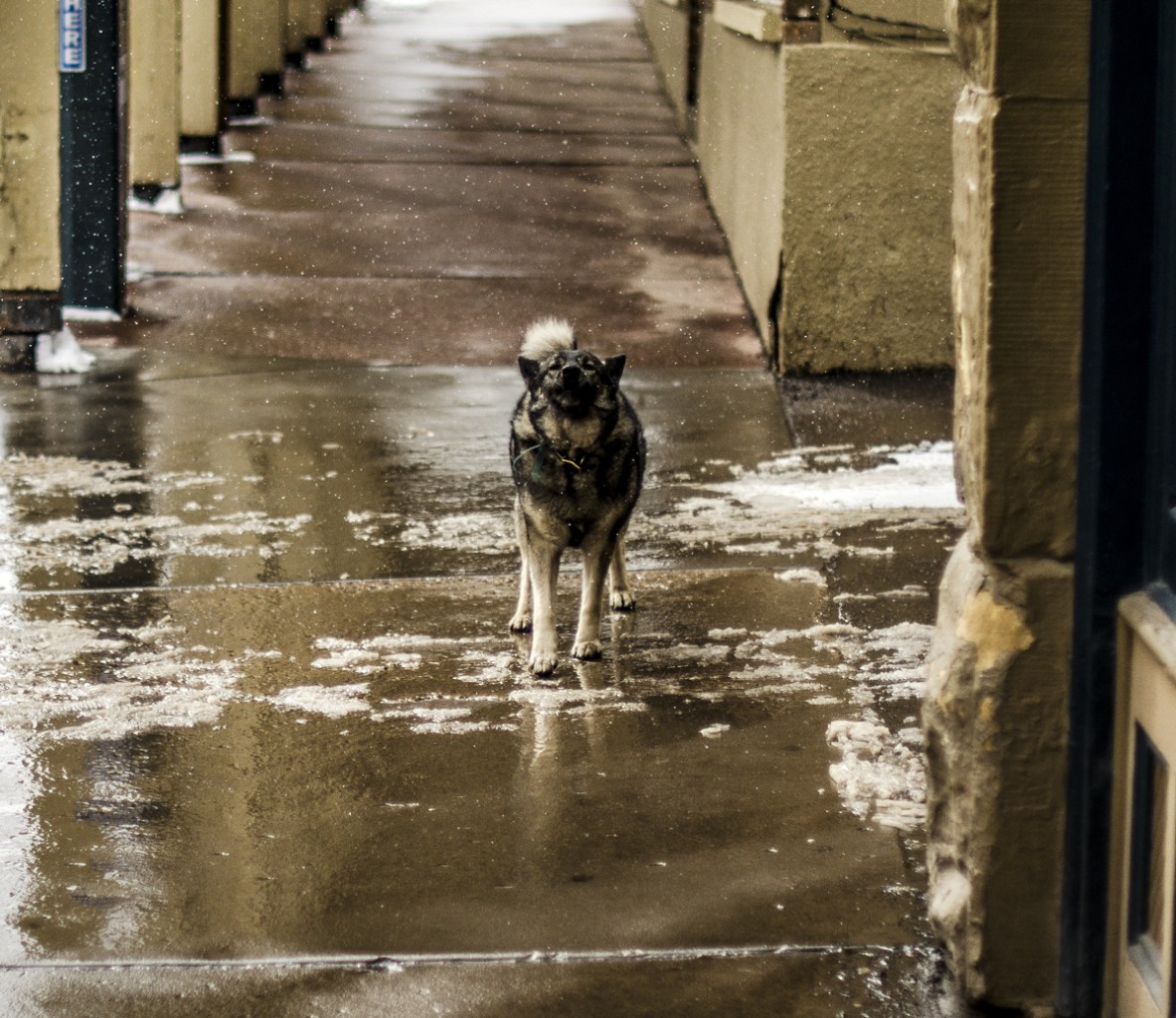 Dog