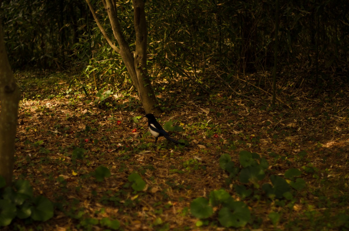Odongo Magpie (Yeosu)
