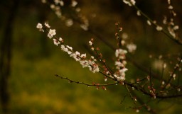 Cherry Blossoms (Yeosu)