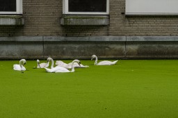 Swans in Rotterdam