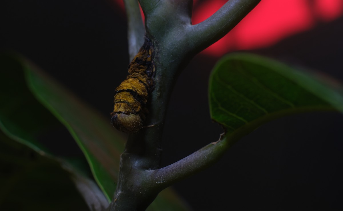 Catarpillar