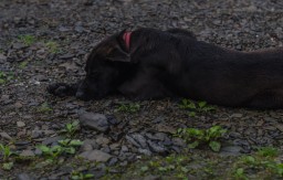 Mingchi