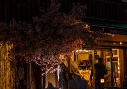 Cherry Blossoms (Jeonju)