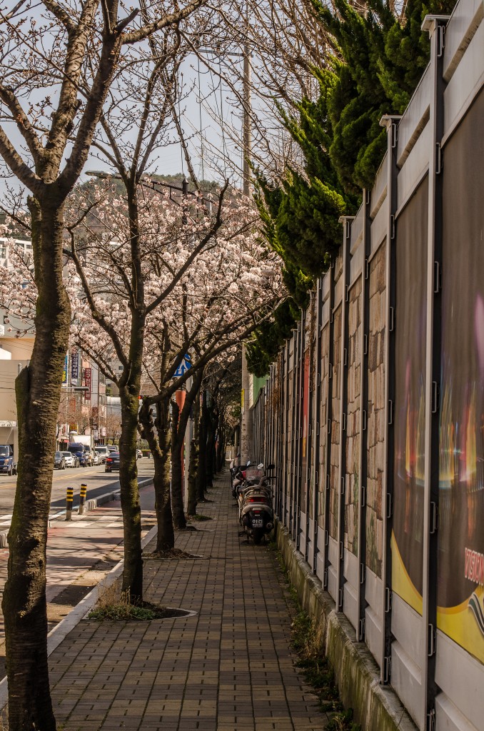 Busan Cherry Blossoms