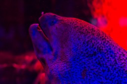 Eel