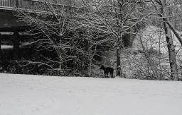 Frankfurt - Winter