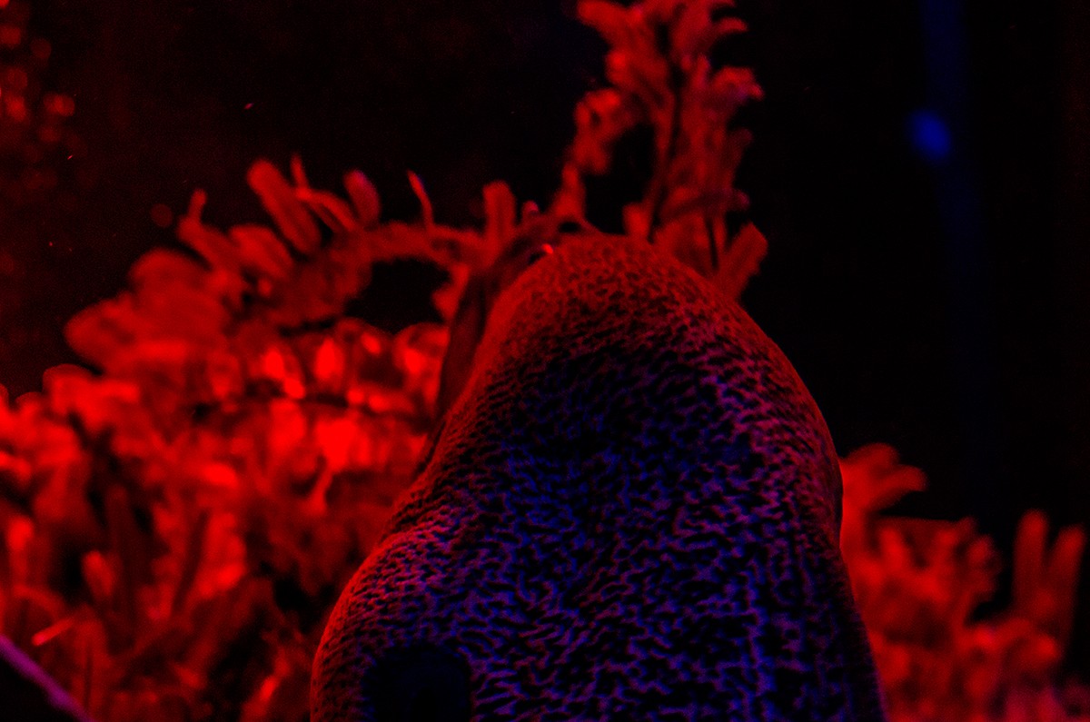 Eel