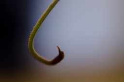 Pitcher Bud