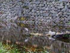 Palace Moat