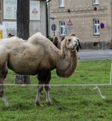 Camels in Kutna Hora