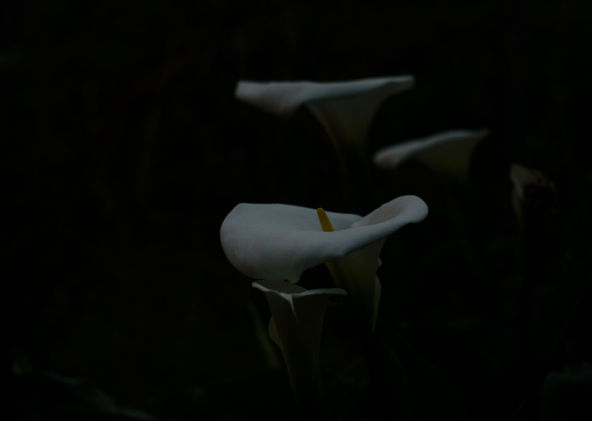 Lishan Lilies