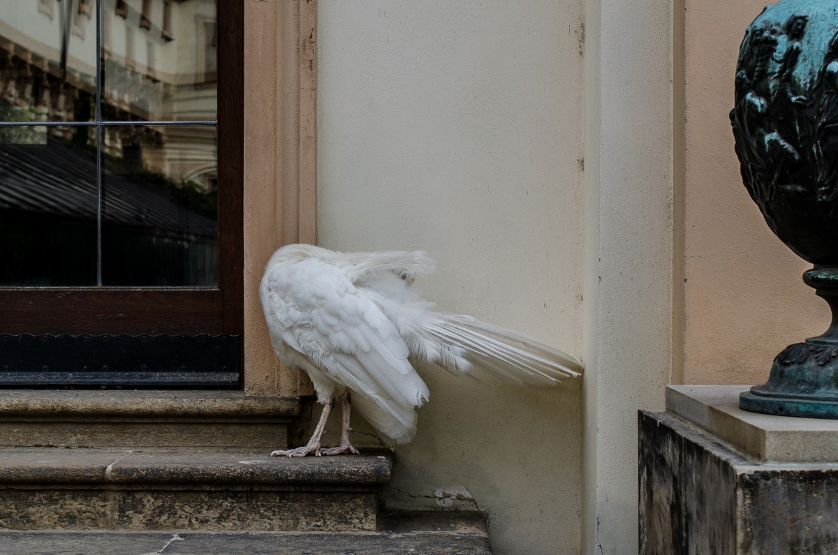 Praha Peahen