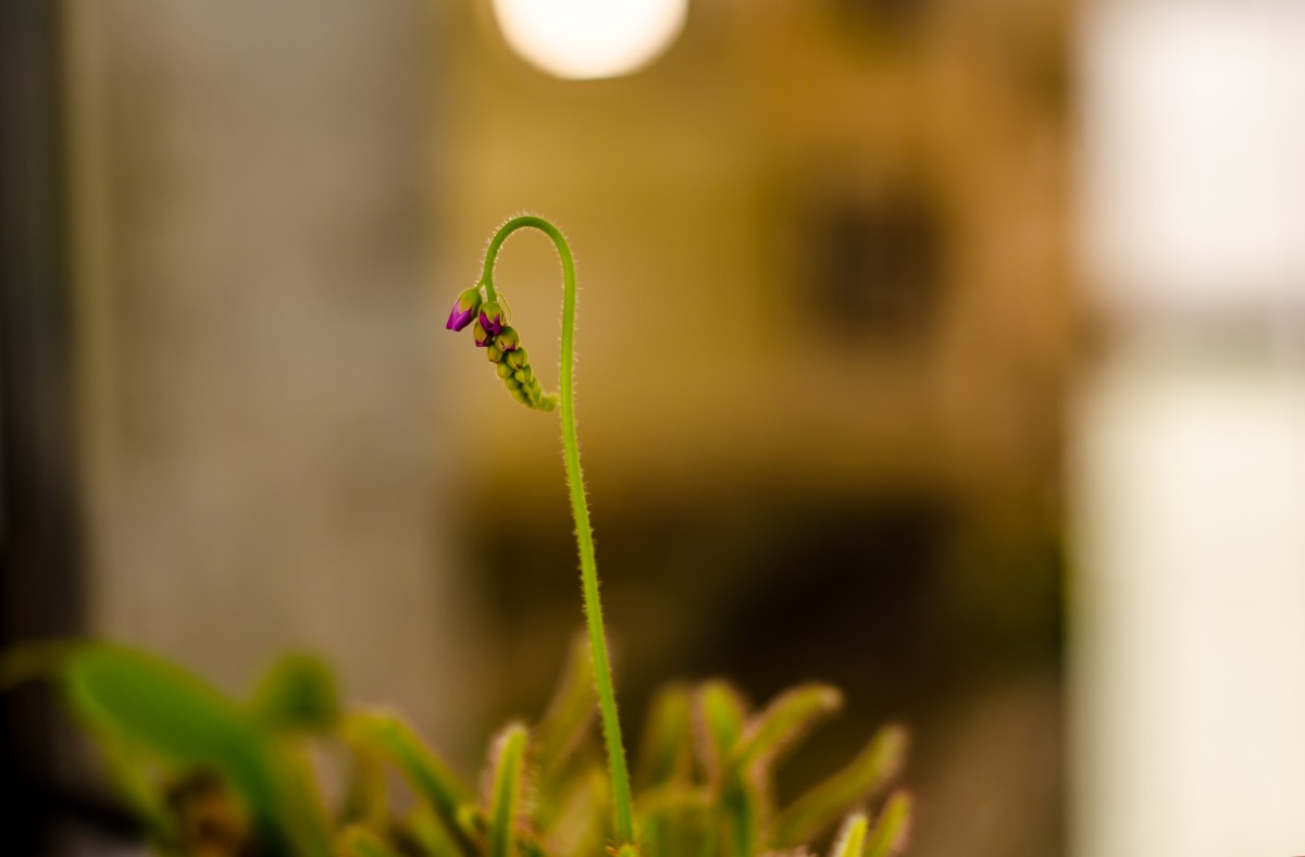 Drosera Capensis