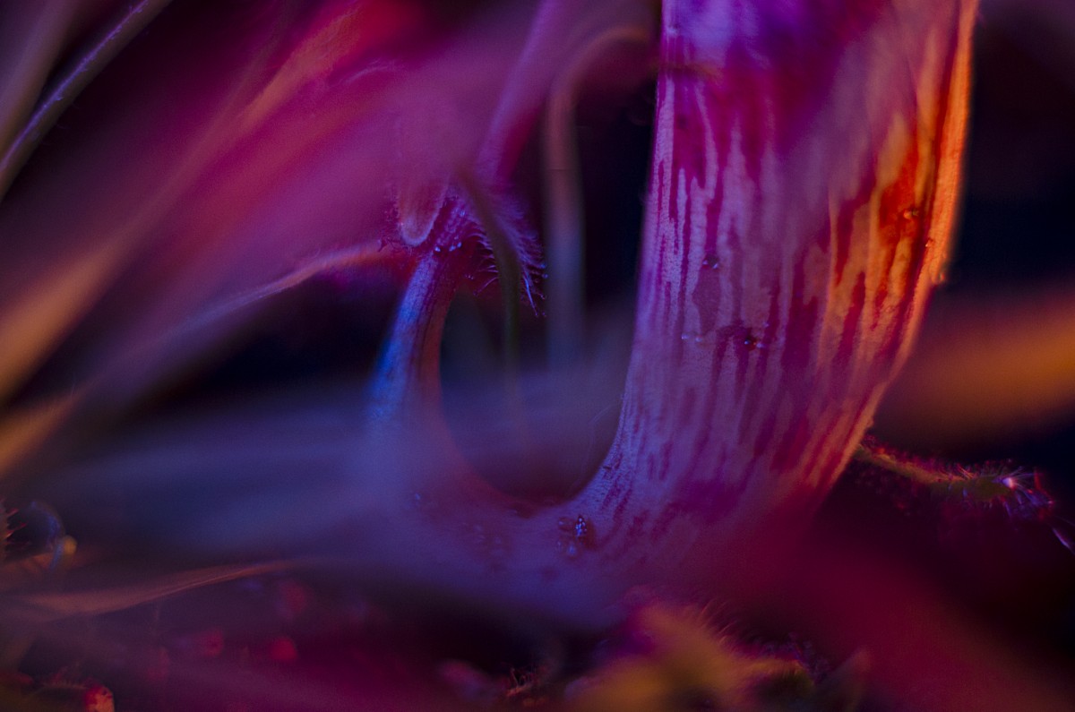 Color Exploraton