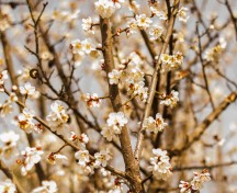 Cherry Blossoms (Jeonju)