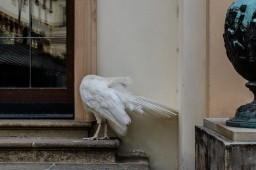 Praha Peahen