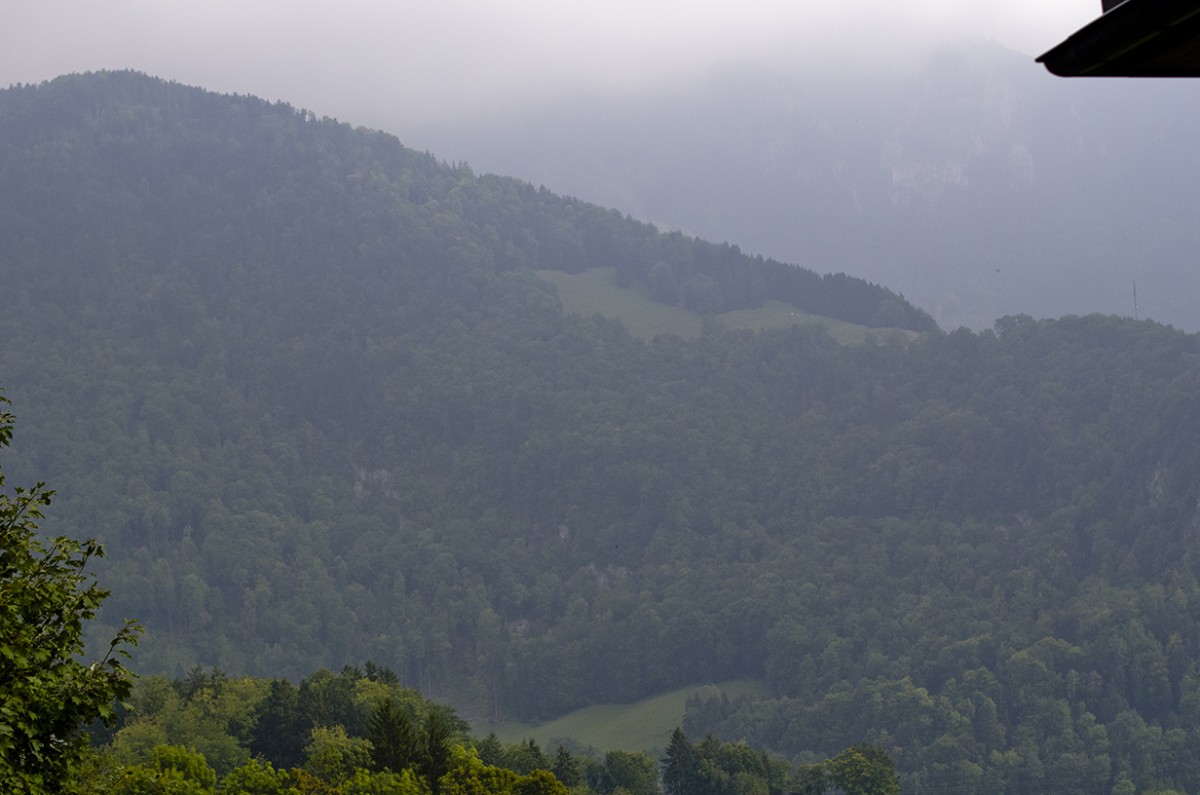 Trees from Gruyeres