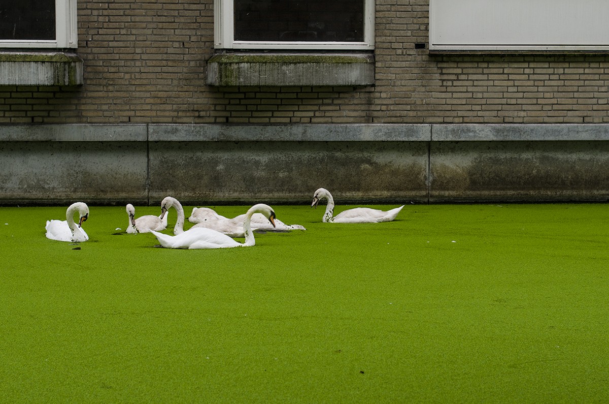 Swans in Rotterdam
