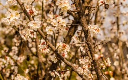 Cherry Blossoms (Jeonju)