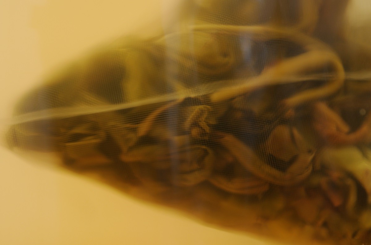 Tea Creature