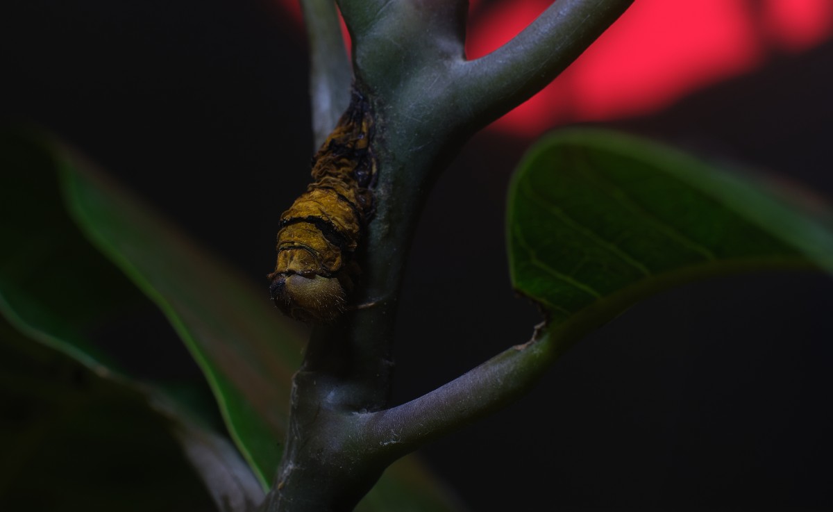 Catarpillar
