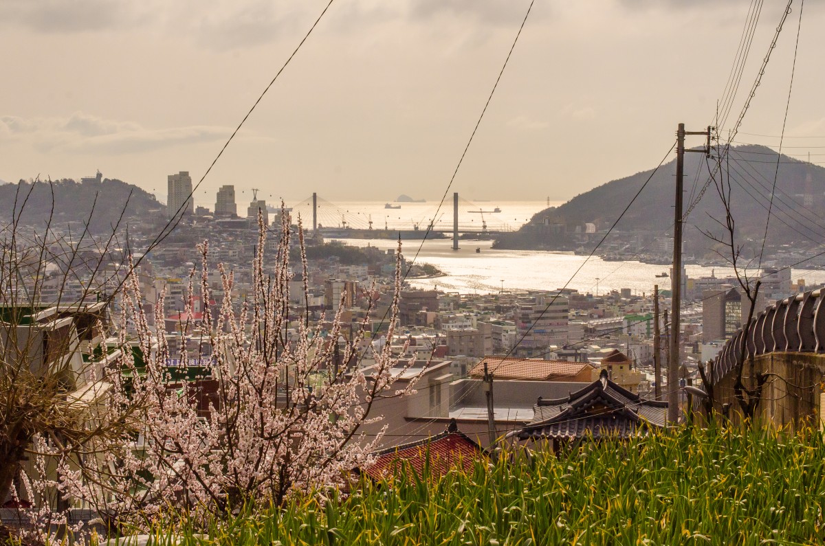Cherry Blossoms in Yeosu
