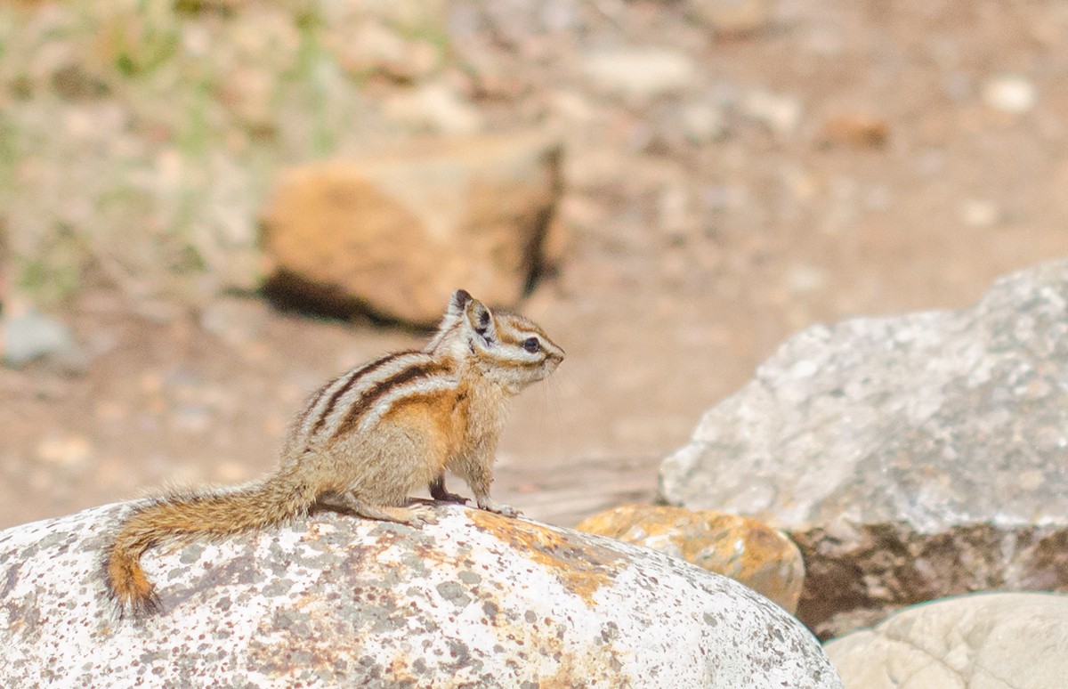 Chipmunk