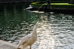 Praha Peahen